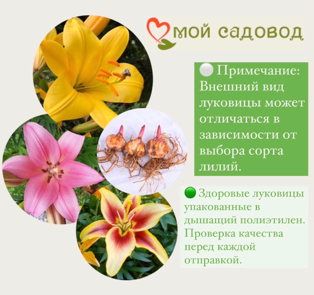 Лилия трубчатая Регал