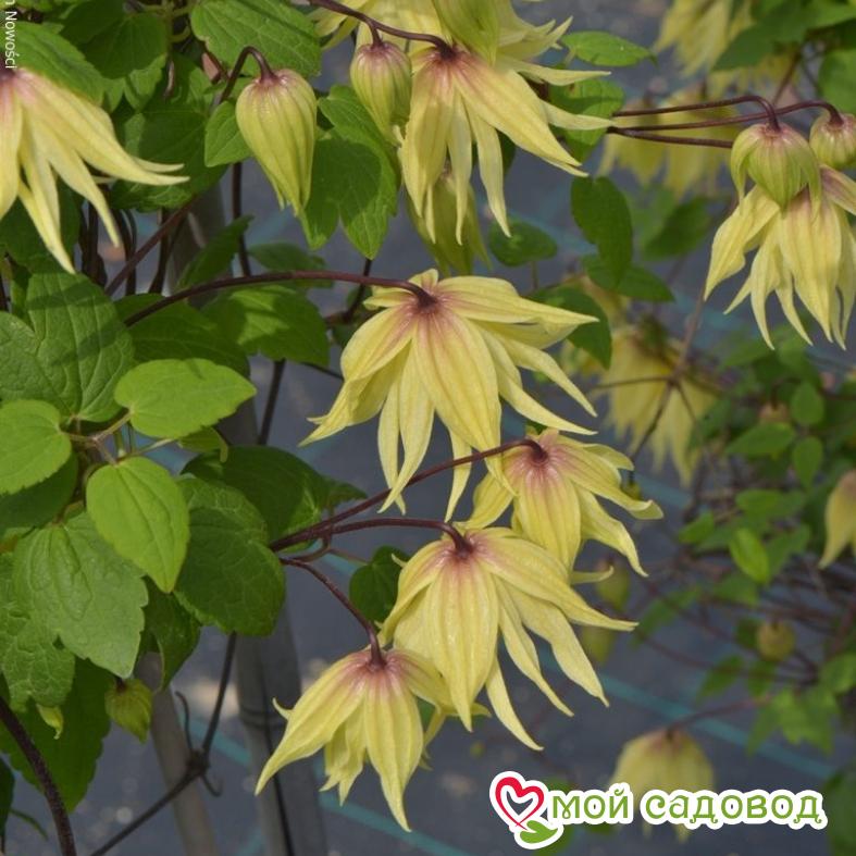 Клематис Голден Дрим