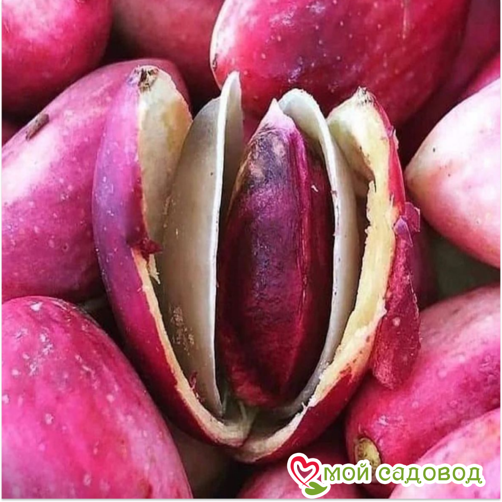 Миндаль Нефритовый