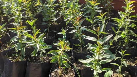 Миндаль Шедевр